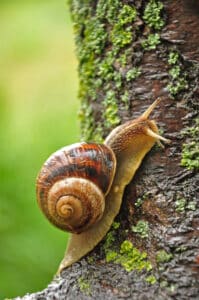 In the Slow Lane: Dissecting the Crawl of Snails