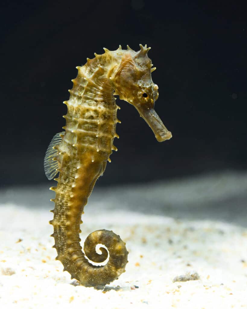 seahorse