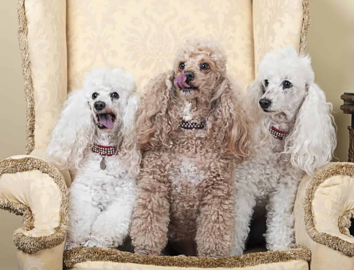 Shot of Three Miniature French Poodles on Chair. Image by jmpaget on Deposit Photos