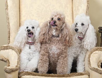 The Smartest Small Dog Breeds Ranked