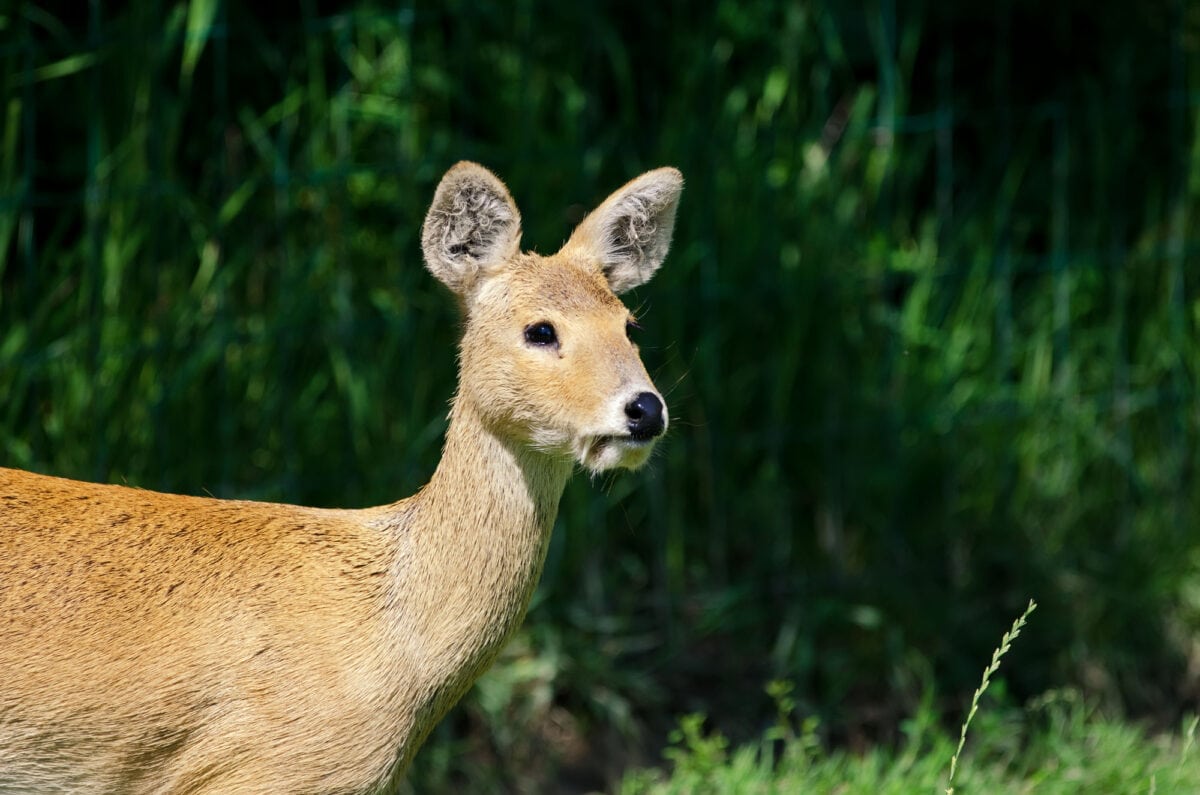 Water Deer