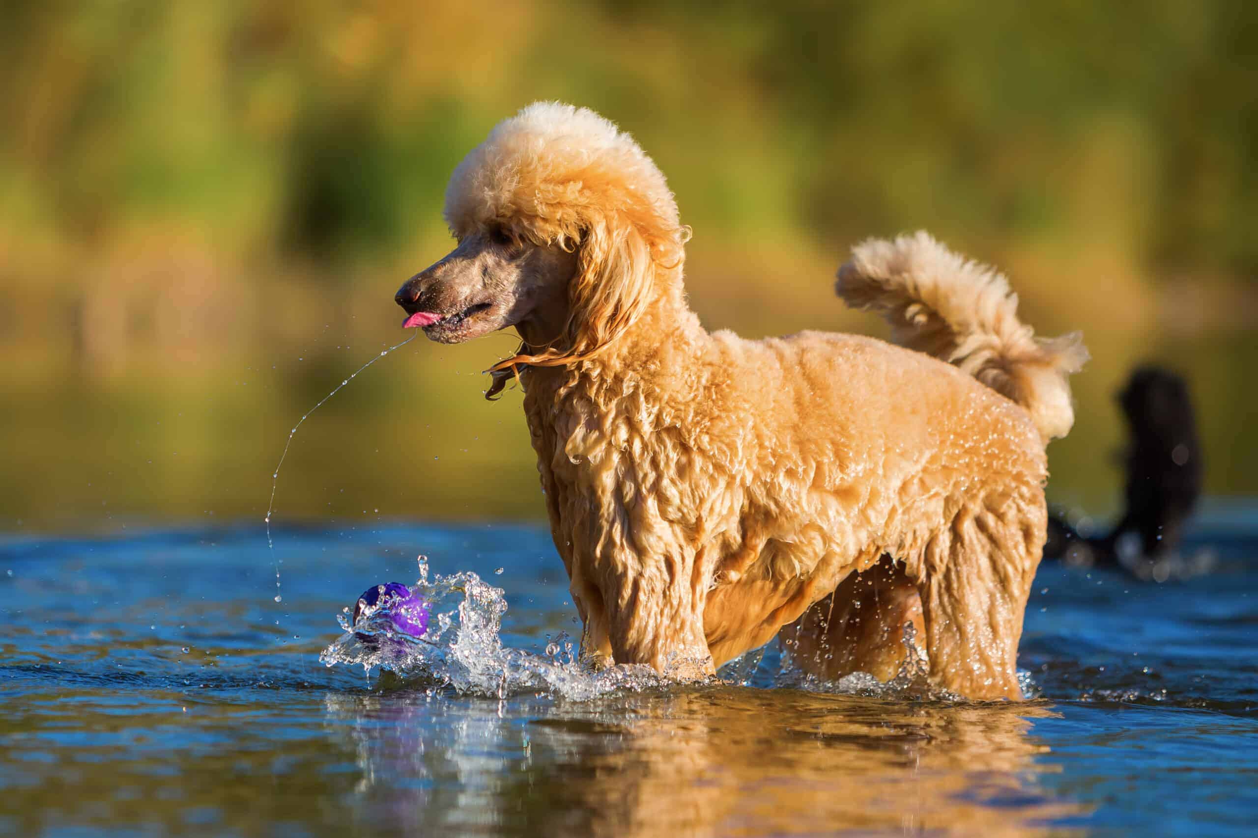 Royal Poodle showing its love for water. Image by Madrabothair via Deposit Photos