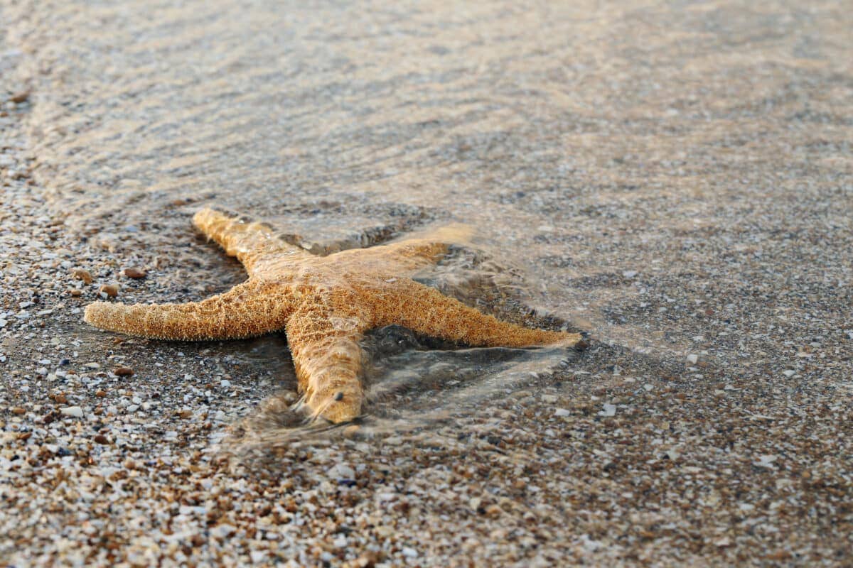 Invertebrates: starfish
