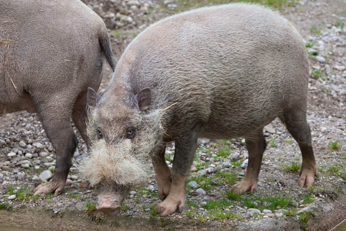 bearded pig