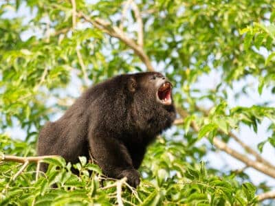 Howler Monkeys Got the Loudest Voice in the Jungle