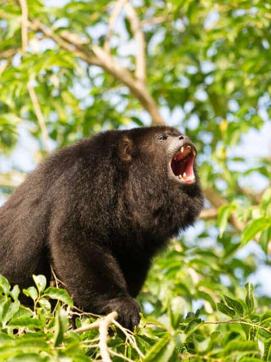 Howler Monkeys Got the Loudest Voice in the Jungle
