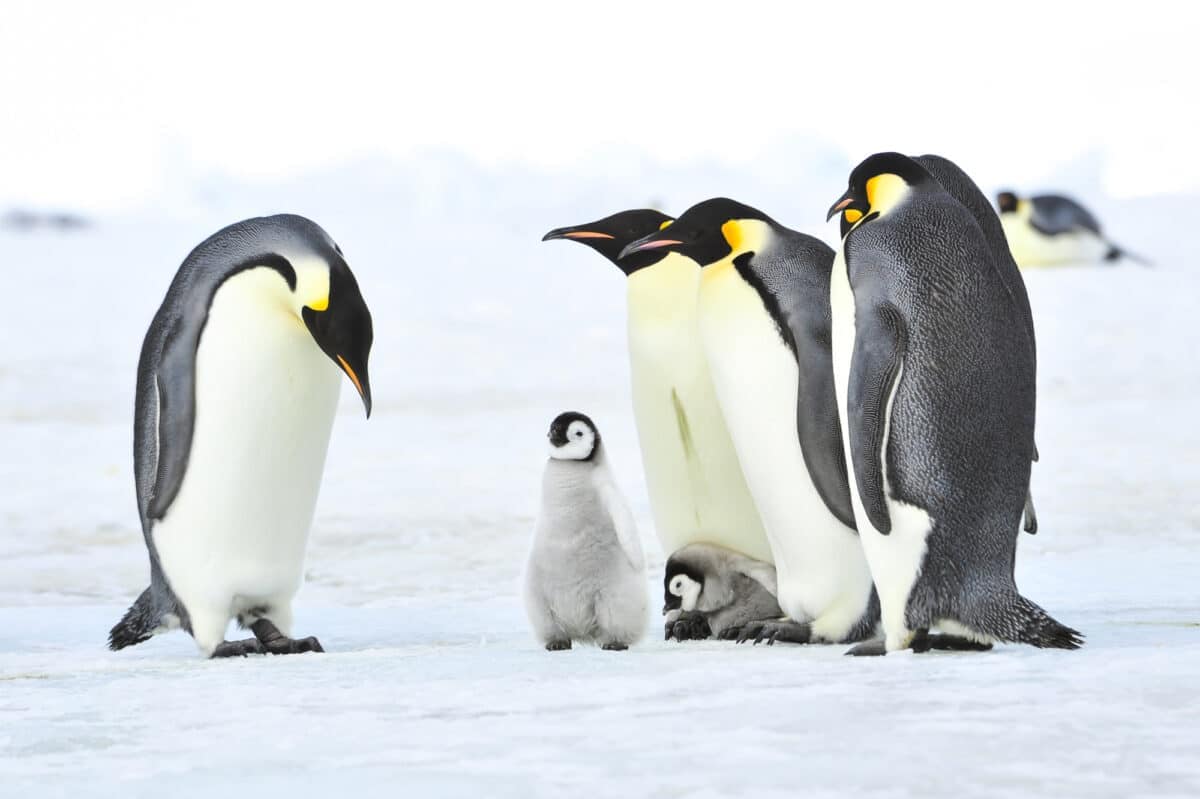 new emperor penguin colonies