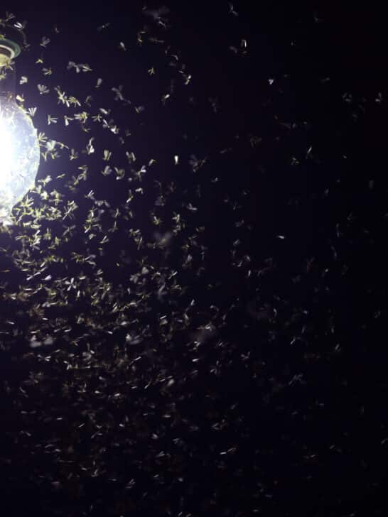 Definitive Answer: Why Insects Are Attracted To Light