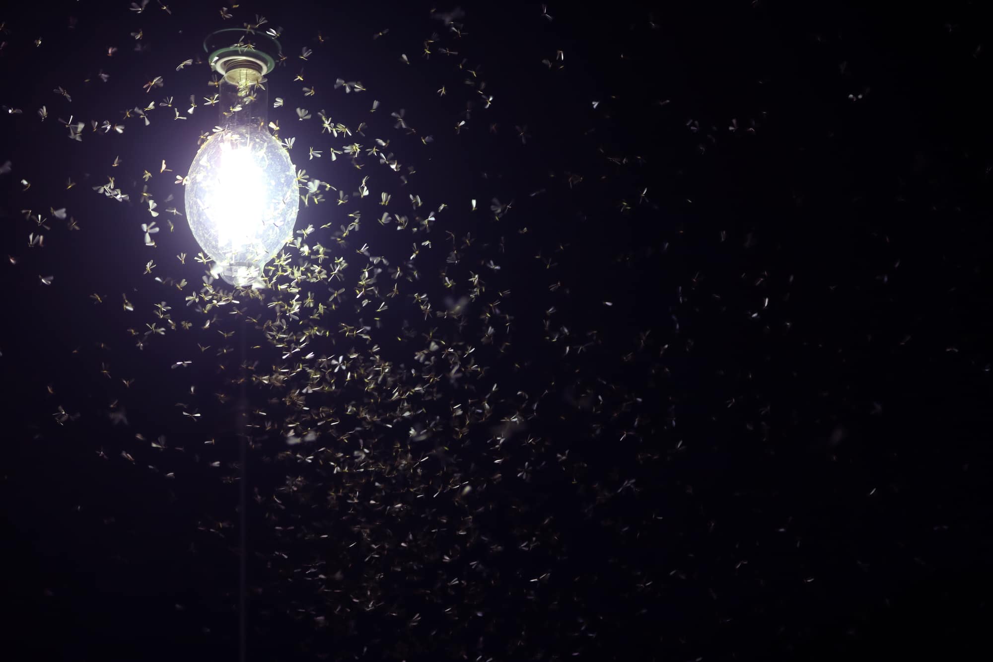 insects attracted to light