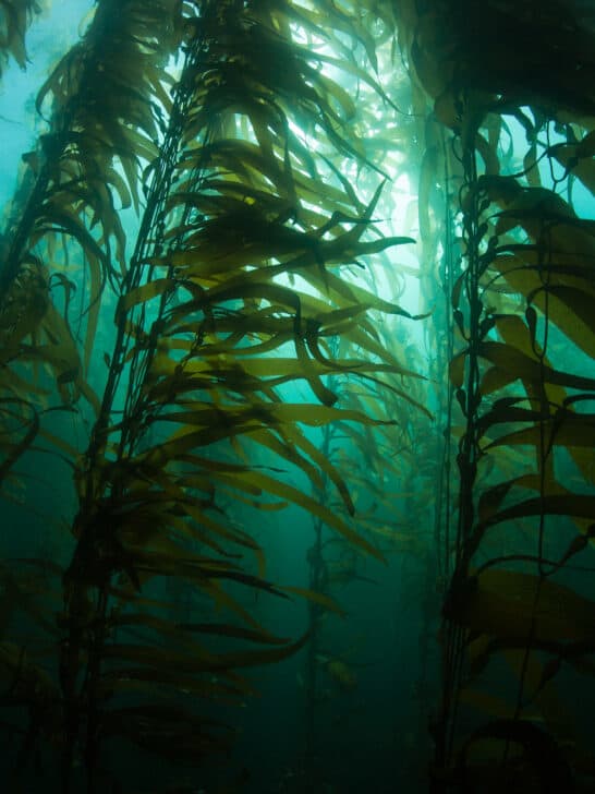 Animals That Live In Kelp Forests