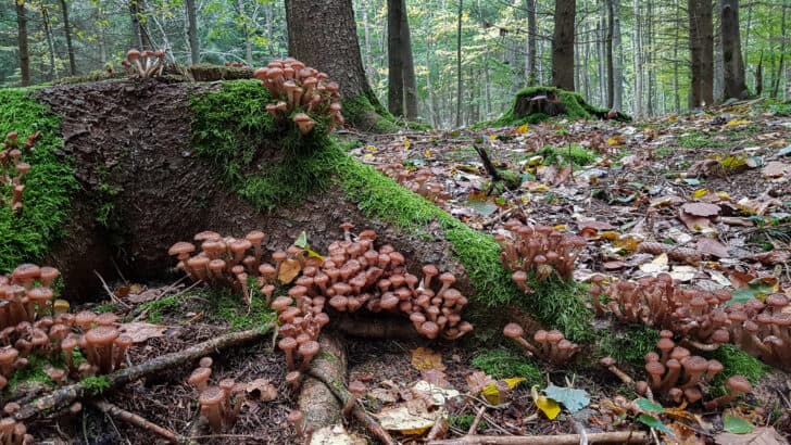 Meet The Largest Fungus in the World