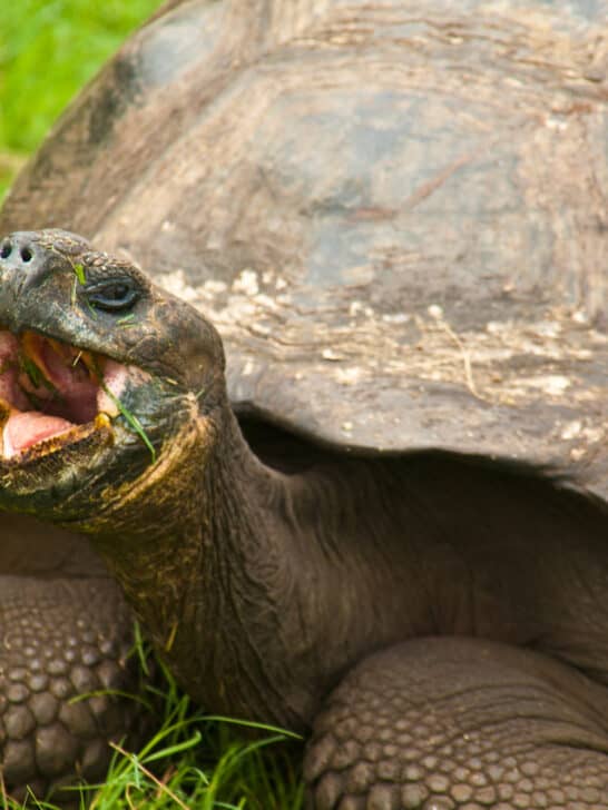 The Return of 136 Galápagos Tortoises