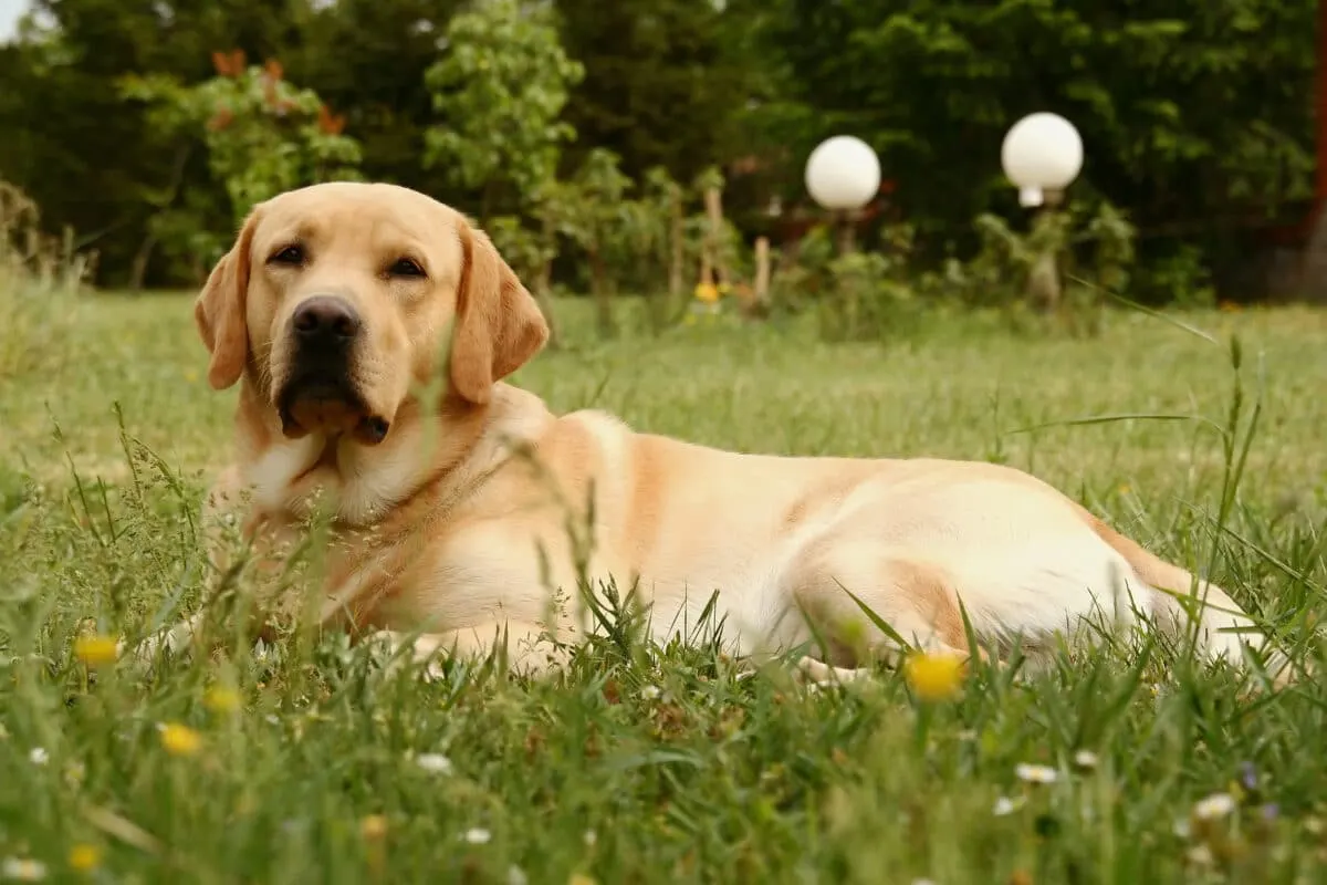 dog relaxing on grass 