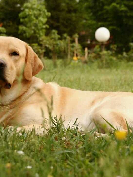 30 Dog Breeds Experts Call the Most Overrated