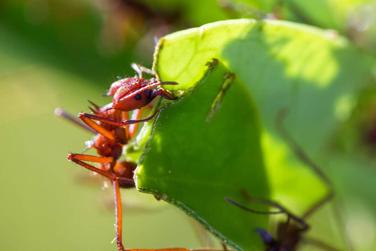 leaf cutter ant