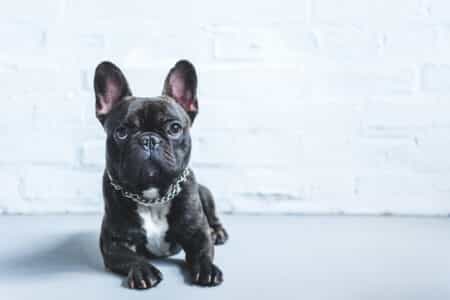 How Well Do You Know French Bulldogs?