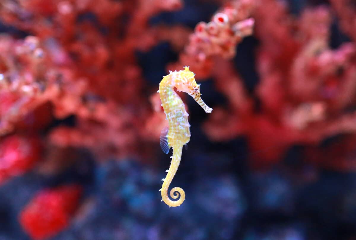 seahorse