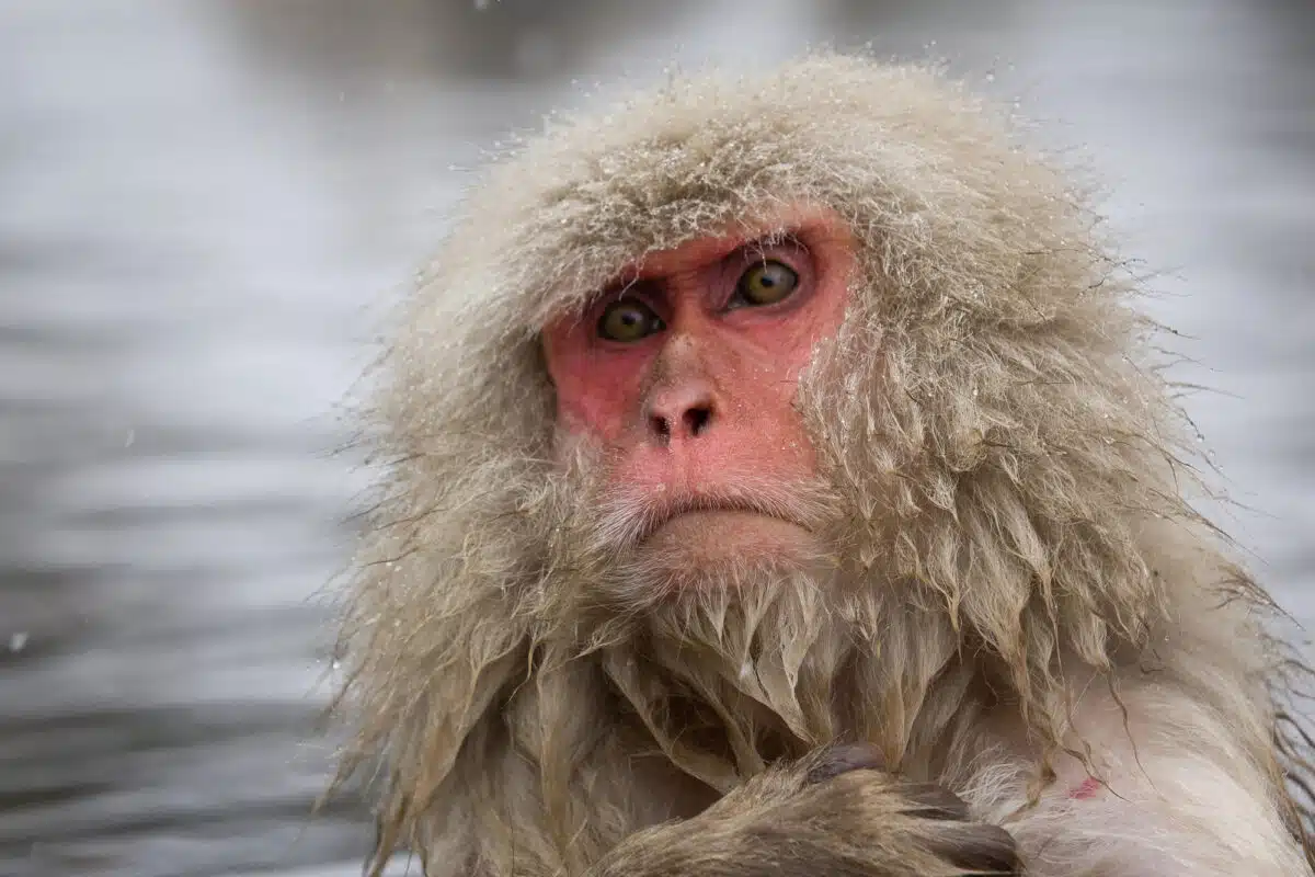 snow monkey