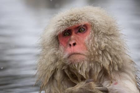 Escaped Snow Monkey in Scotland