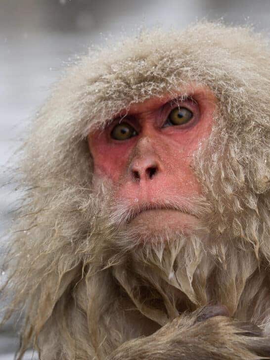 Escaped Snow Monkey in Scotland