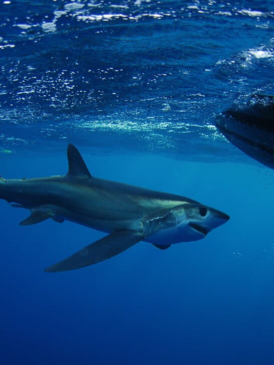From Florida to Hawaii: Seals Diminishing, Shark Attacks Rising