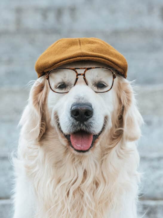 Top 10 Most Google Dog Questions
