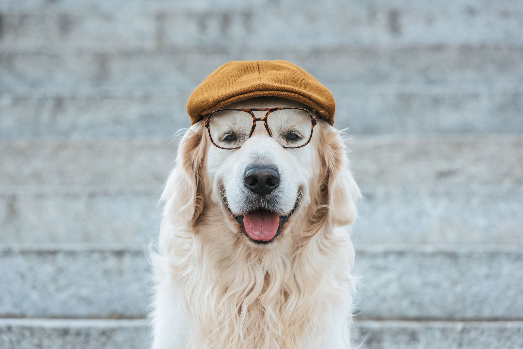 golden retrievers