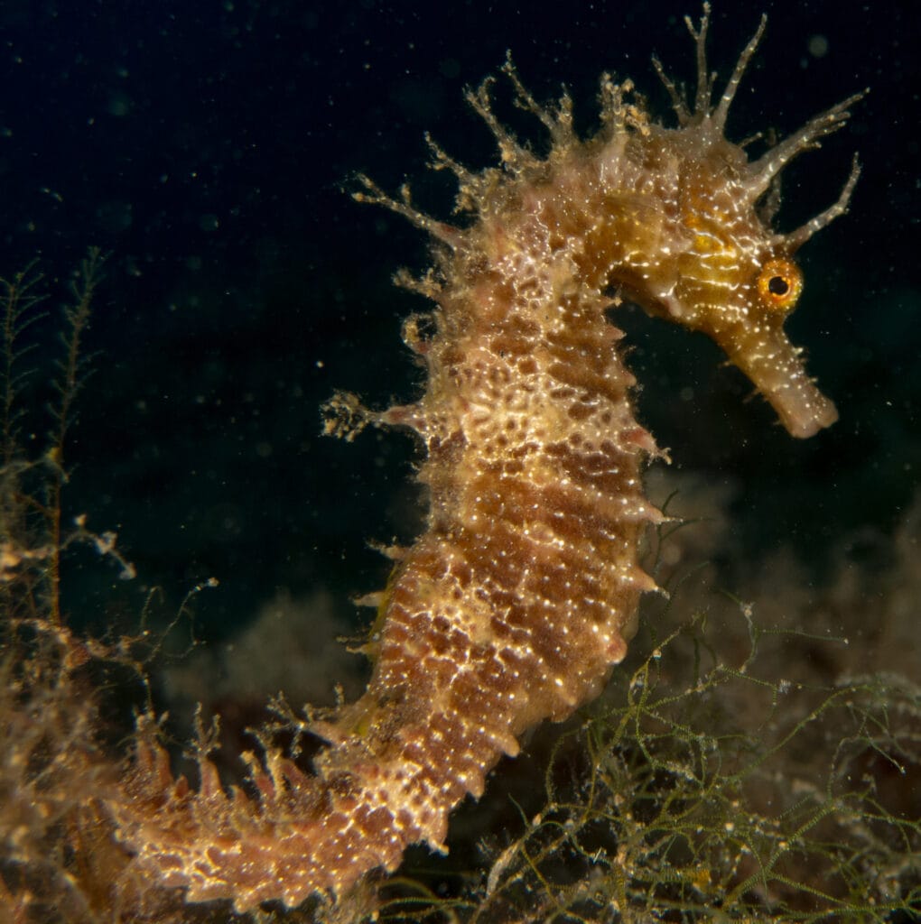 seahorse