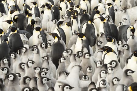 Emperor Penguins Face Dramatic Decline as Antarctic Sea Ice Vanishes