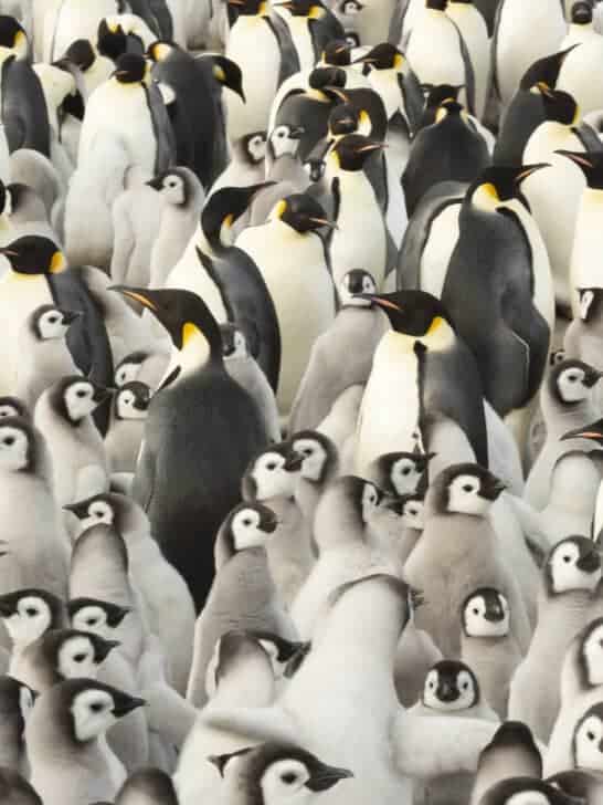 Emperor Penguins Face Dramatic Decline as Antarctic Sea Ice Vanishes
