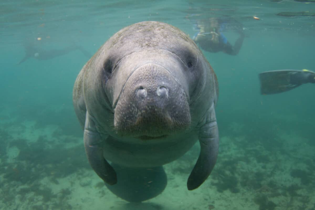 manatee