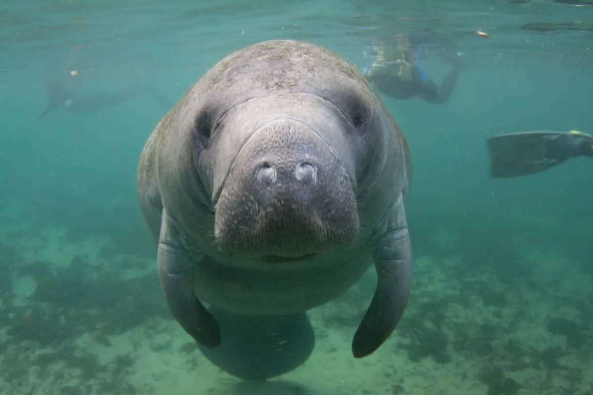 manatee under water