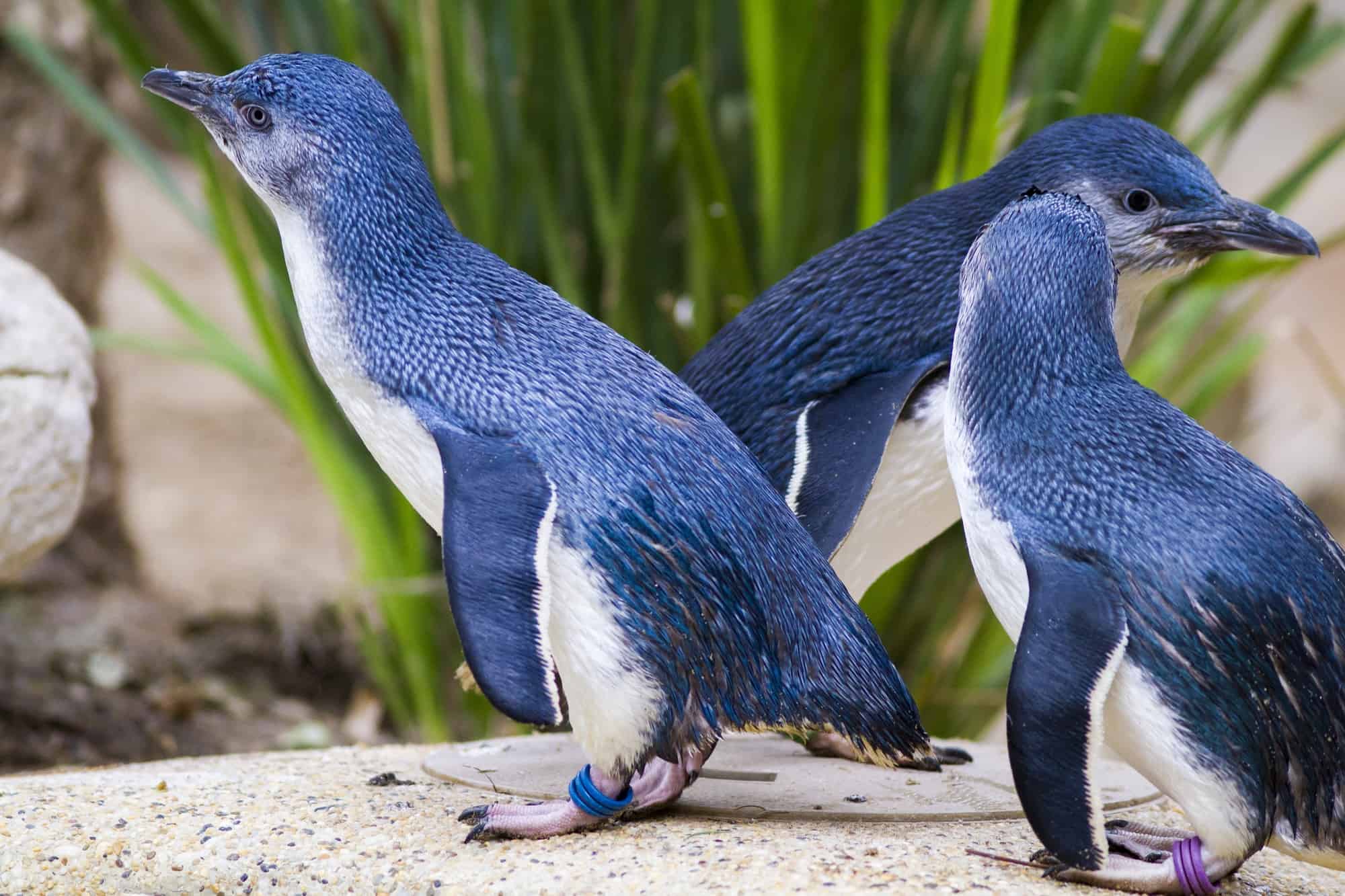 blue penguin