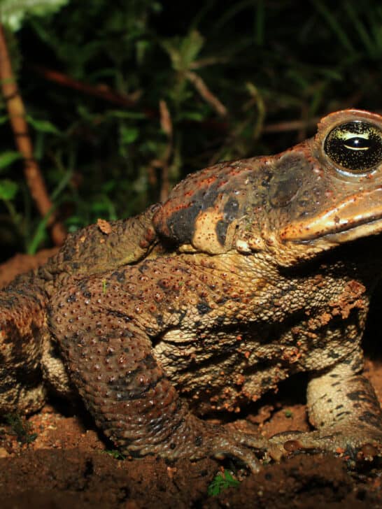 How Cane Toads Are Devastating Hawaiian Ecosystems