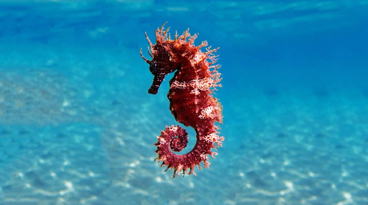 seahorse