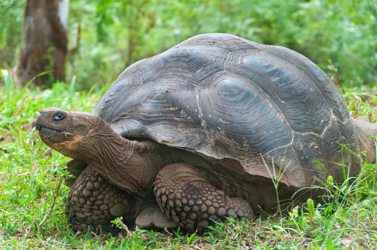 Galapagos Tortoise