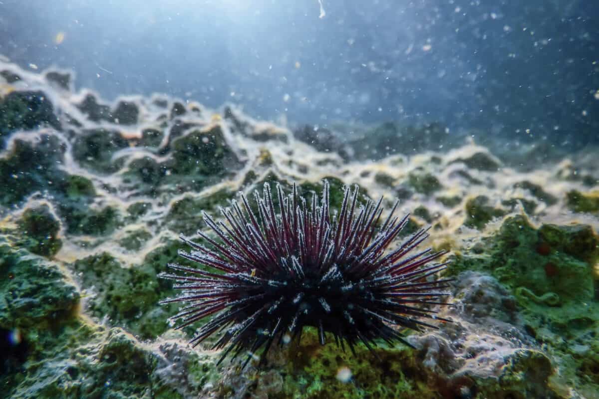 Kelp forest animals