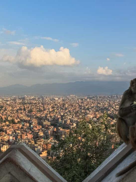 Urban Monkeys: Adapting to City Life