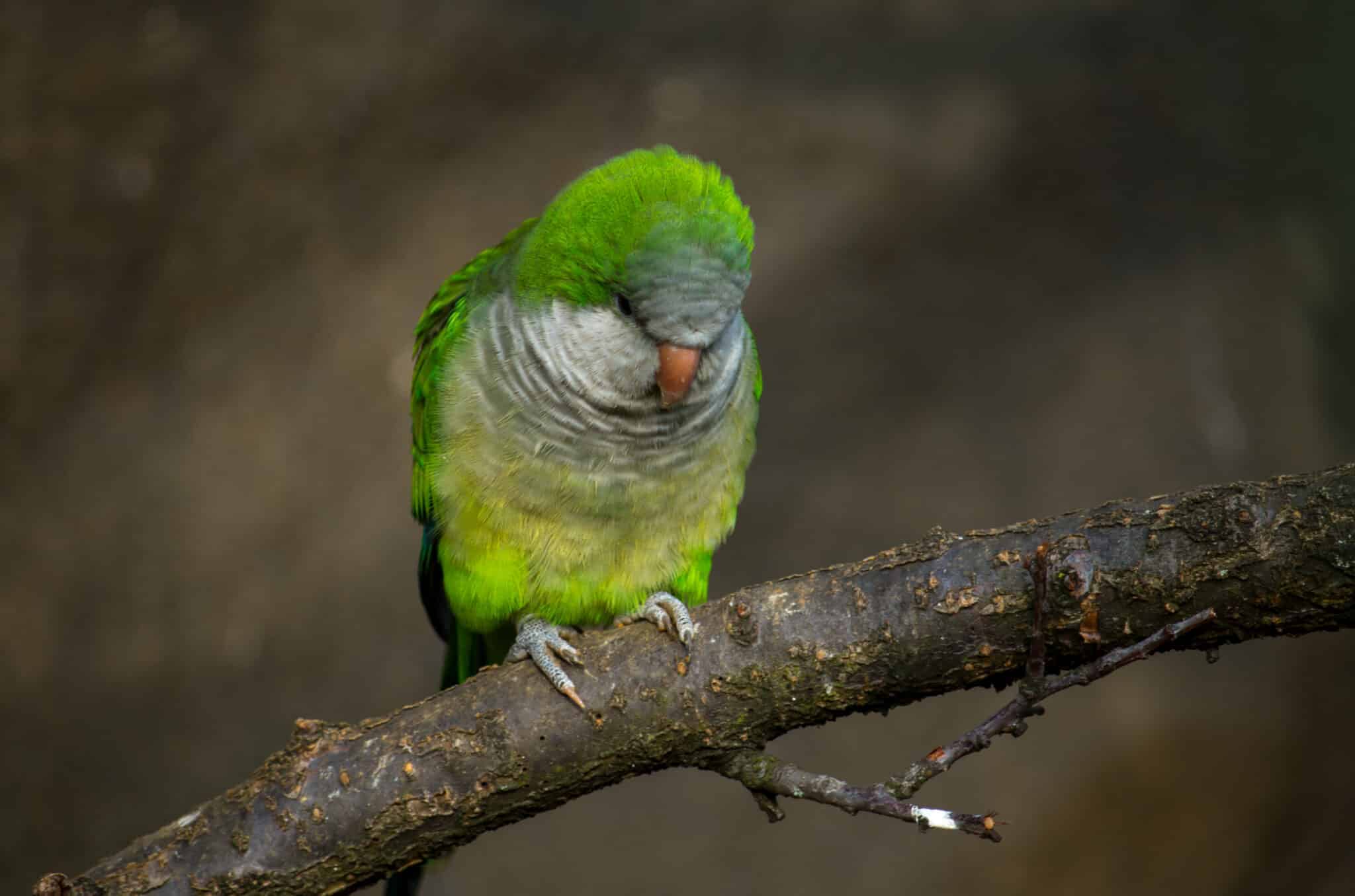 Picture Idea: 12 Wild Birds That Thrive In Urban Cities