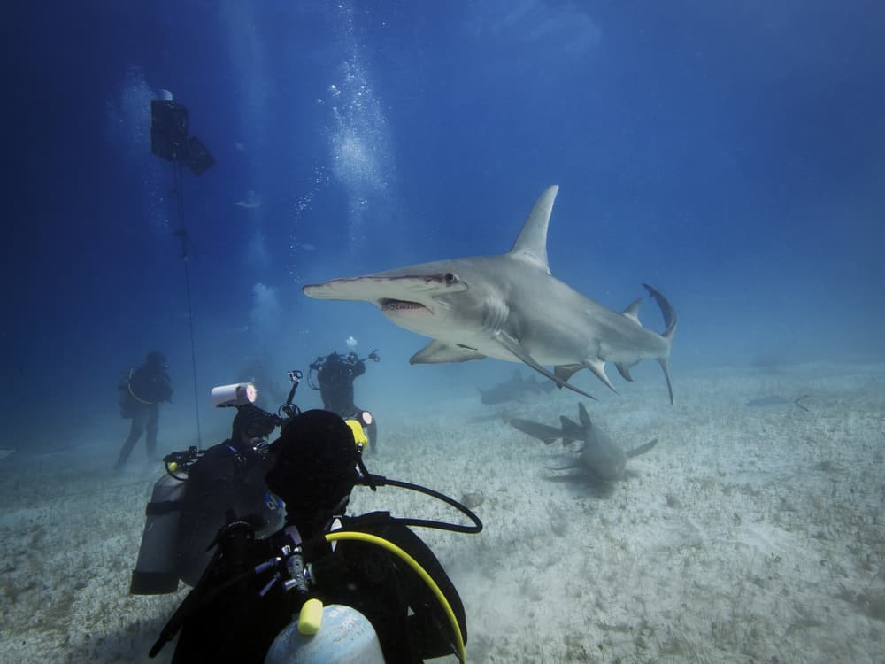 Scuba diving with hammerhead sharks. Image by PantherMedia via Depositphotos
