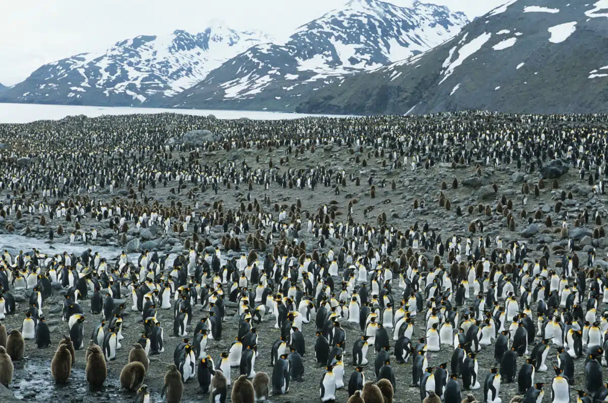 new emperor penguin colonies