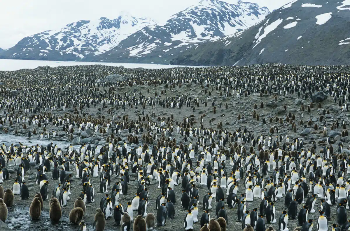 neue Kaiserpinguinkolonien