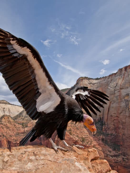 Seven Condors Released From Oregon Zoo