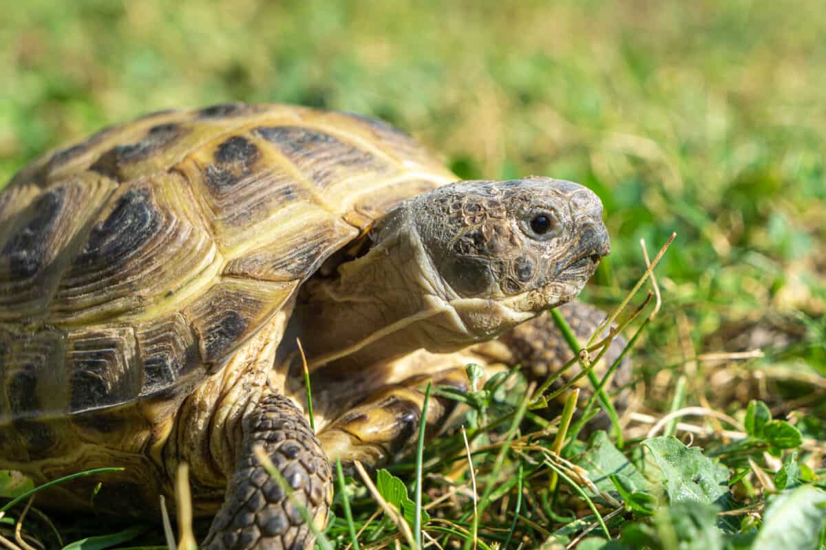 Russian tortoise