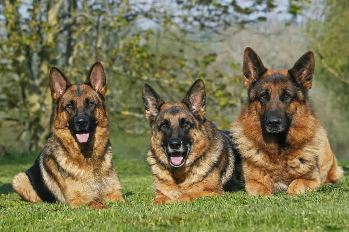 German Shepherd Dog, Adults laying on Grass. Showing their distinct black and tan markings. The most notable color of the breed. Image by slowmotiongli via Deposit Photos