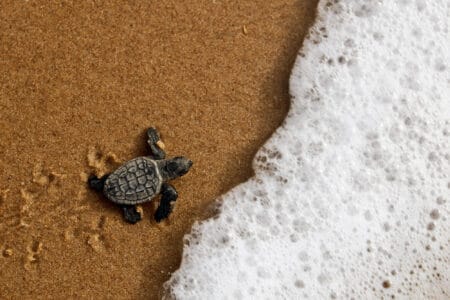 Sea Turtle Nests Discovered in Cambodia