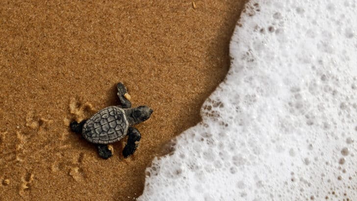 Sea Turtle Nests Discovered in Cambodia
