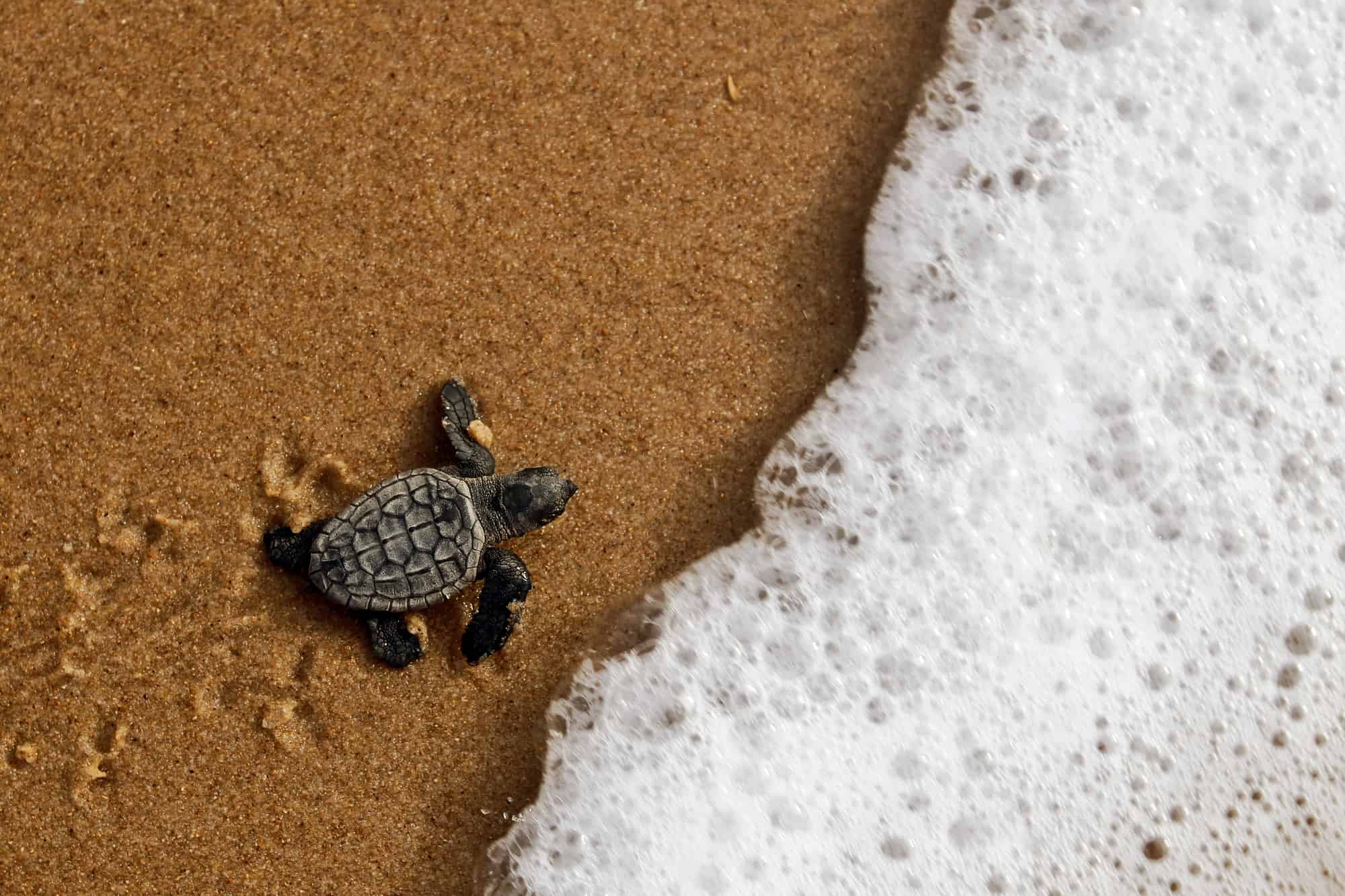 baby sea turtle