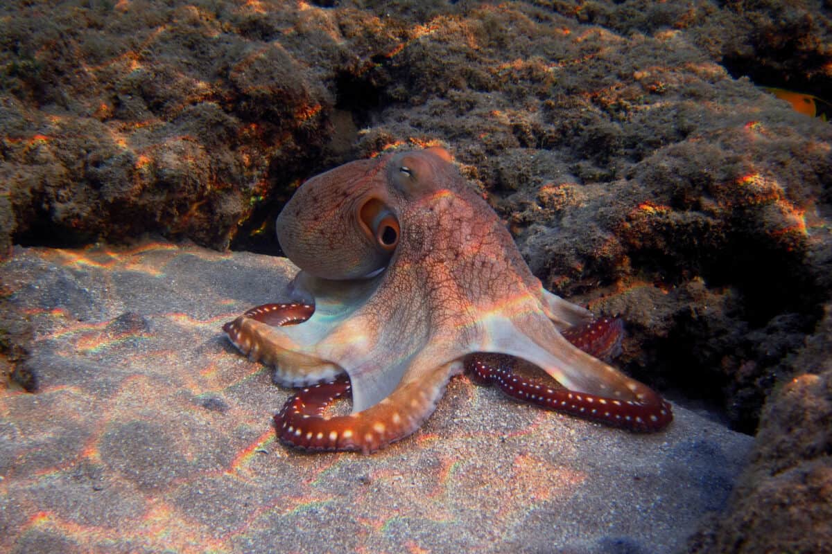 octopus punching fish