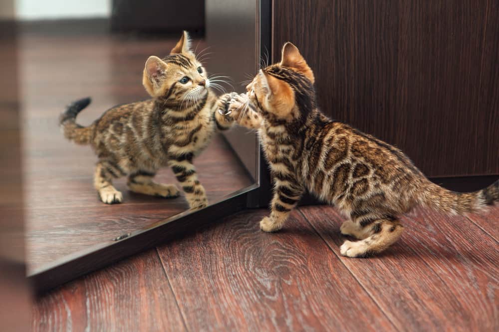 Kitten mirror